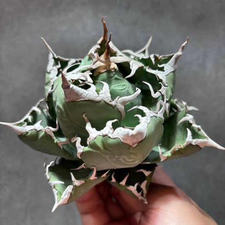 PLANET ROCK PLANTS/魔丸 PLANET ROCK PLANTS/魔丸 PLANET ROCK PLANTS】The Mysterious Rare