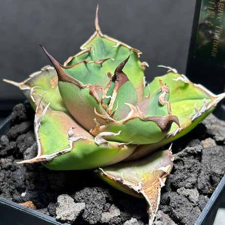 PLANET ROCK PLANTS