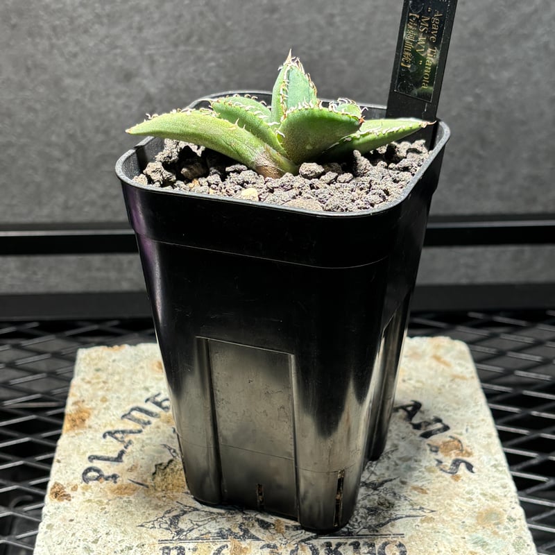 K1526】【MS-WV】子株 ※発根済み | PLANET ROCK PLANTS