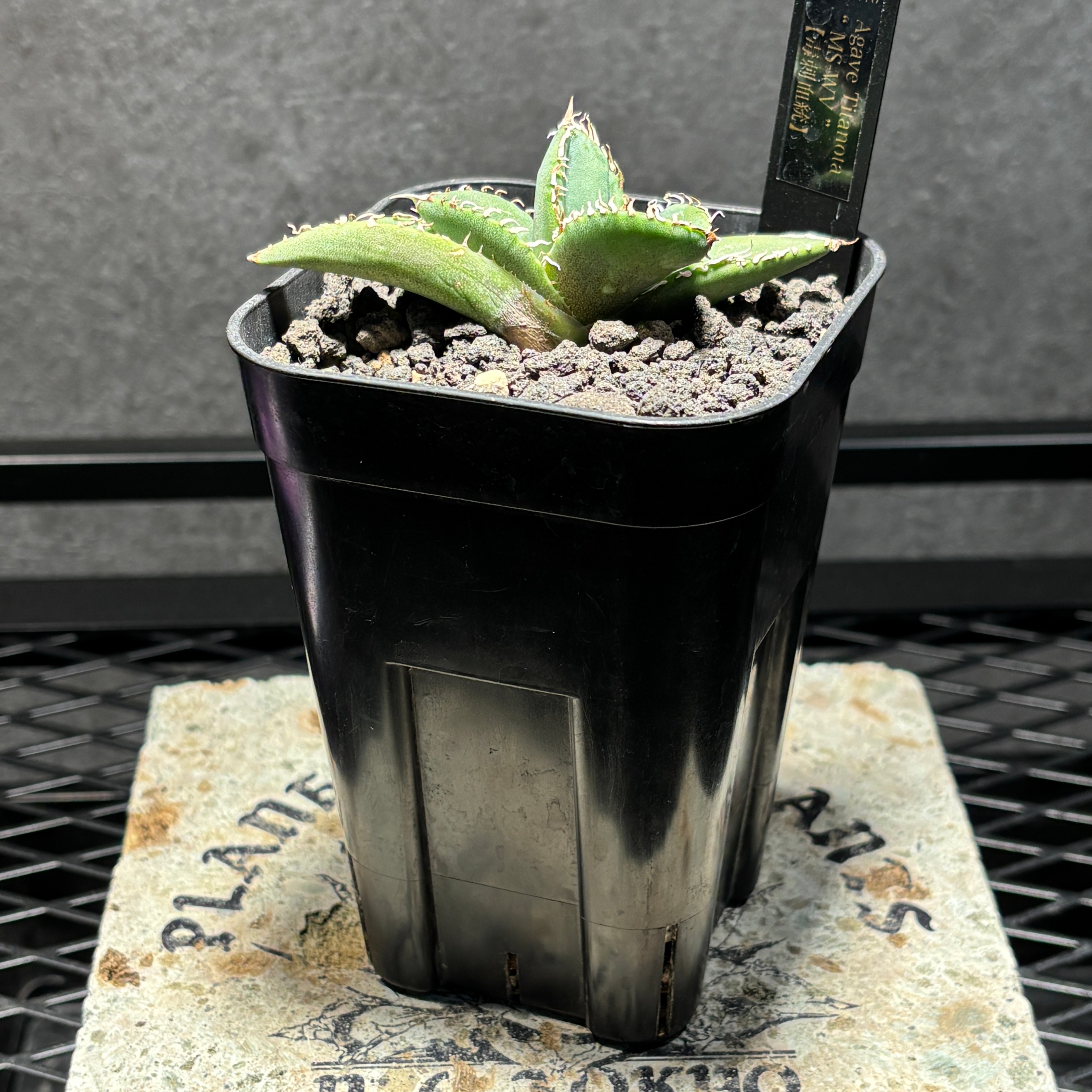 K1526】【MS-WV】子株 ※発根済み | PLANET ROCK PLANTS