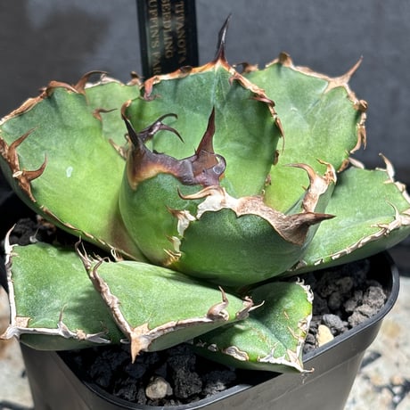 PLANET ROCK PLANTS