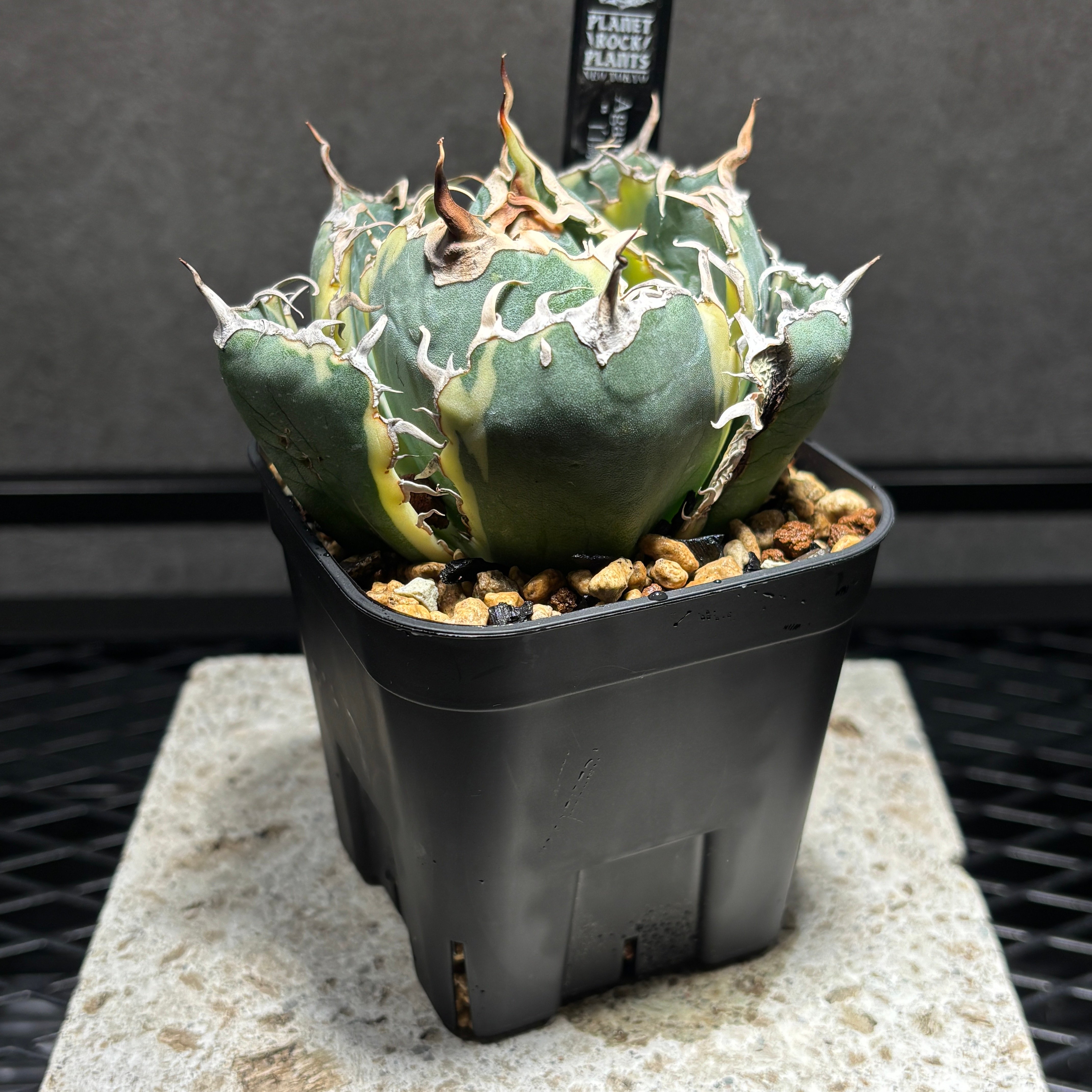 K68C287】【 白鯨錦 】※発根管理株 | PLANET ROCK PLANTS