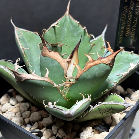 PLANET ROCK PLANTS