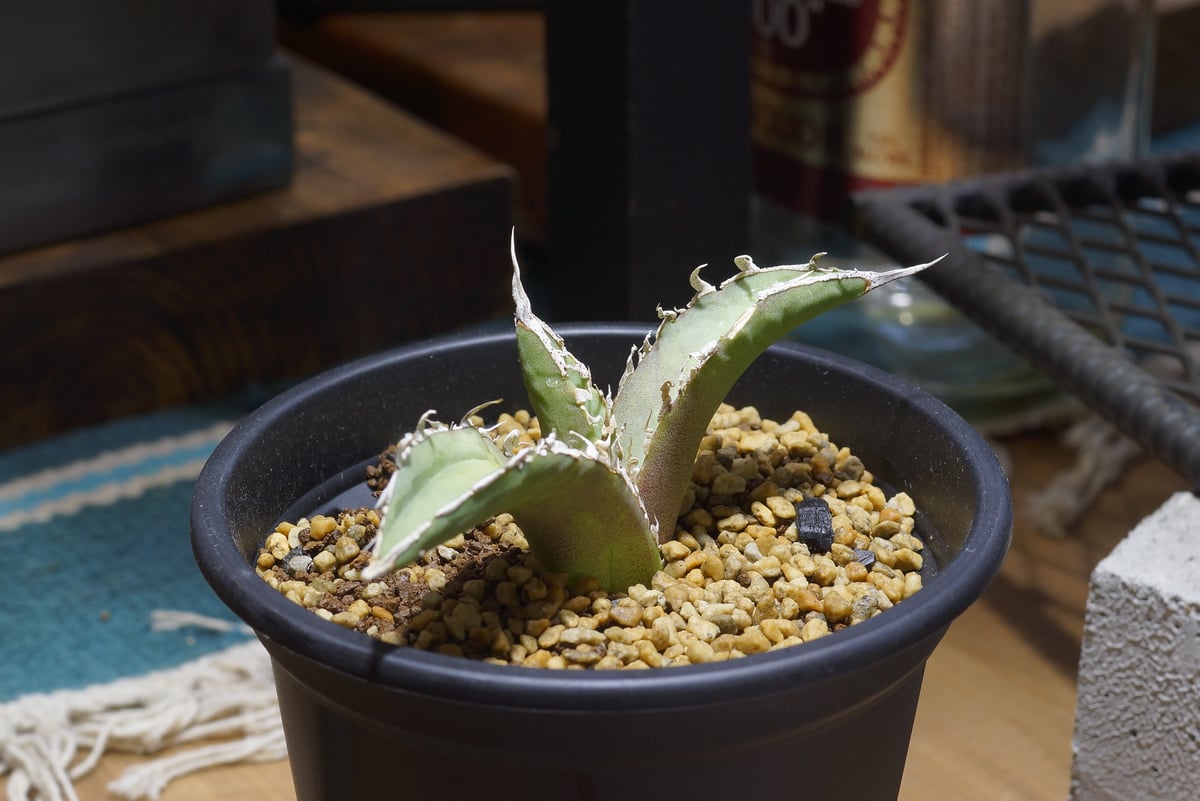 アガベ チタノタ 実生株 Agave titanota seedling with Nplants