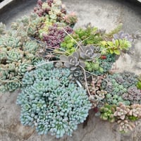 厳選苗の5個セット　①