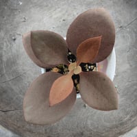 カランコエ　仙人の舞