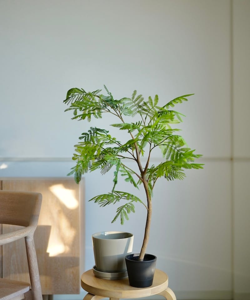 エバーフレッシュ 80 | artificial olive awajishima