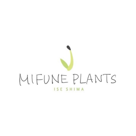 CATEGORY アガベ | MIFUNE PLANTS