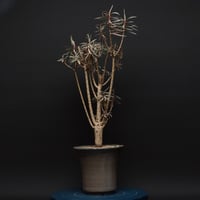 Euphorbia subapoda