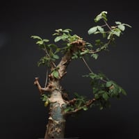 Boswellia nana
