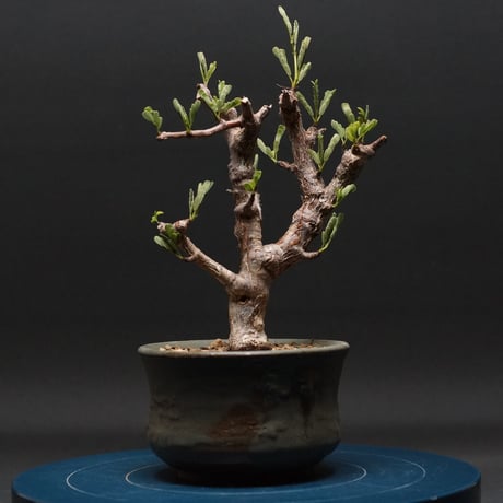 センナ メリディオナリス Senna meridionalis ① センナメリディオナリス | STORES