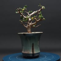 コミフォラ シヌアタ "Commiphora Sinuata" 管理2756