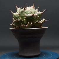 アガベ チタノタ【姫厳竜】 "Agave titanota" 管理2757