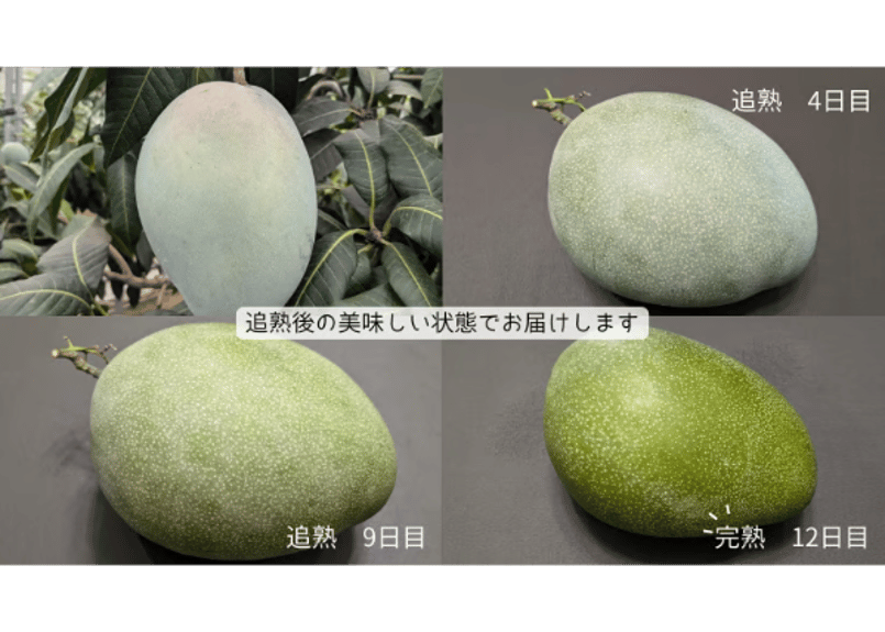 0.8～1kg 】 キーツ マンゴー 1～2玉 送料無料（一部地域を除く