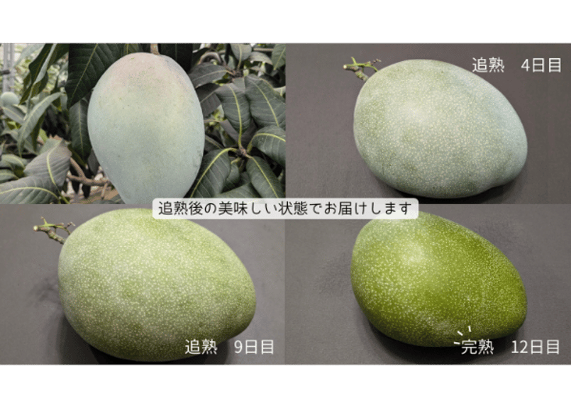 1.4～1.8kg 訳あり品 】キーツ マンゴー 2～4玉 送料無料（一部地域を