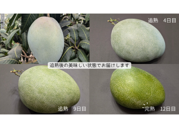 1.4～1.8kg 訳あり品 】キーツ マンゴー 2～4玉 送料無料（一部地域を