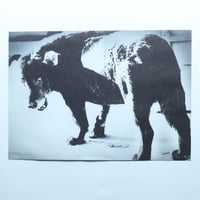 はじめての森山大道。展　A3オリジナルポスター「Stray Dog 1971(三沢の犬)」/ 渋谷PARCO、ほぼ日曜日(2021)
