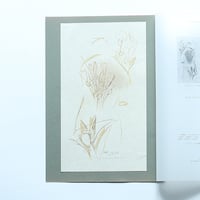 高橋洋「花草々2」木版オリジナルプリント (1990)