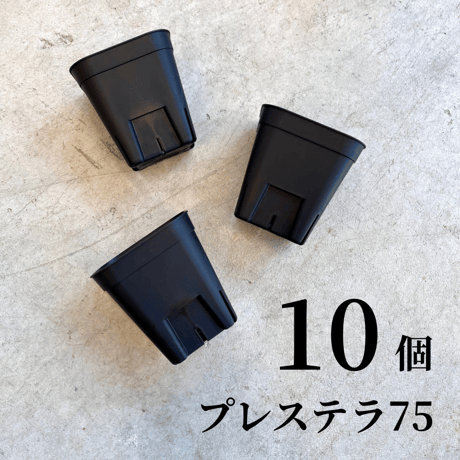プレステラ | STORES