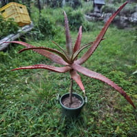 Aloe rupestris(アロエルペストリス・アロエ聖者錦)