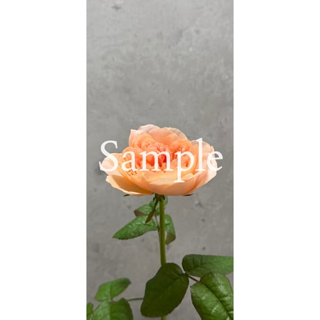 ［Aphrodite］私らしく、好きと喜びに生きる。人生に、愛と豊かさの花を咲かせる。［相思相愛］