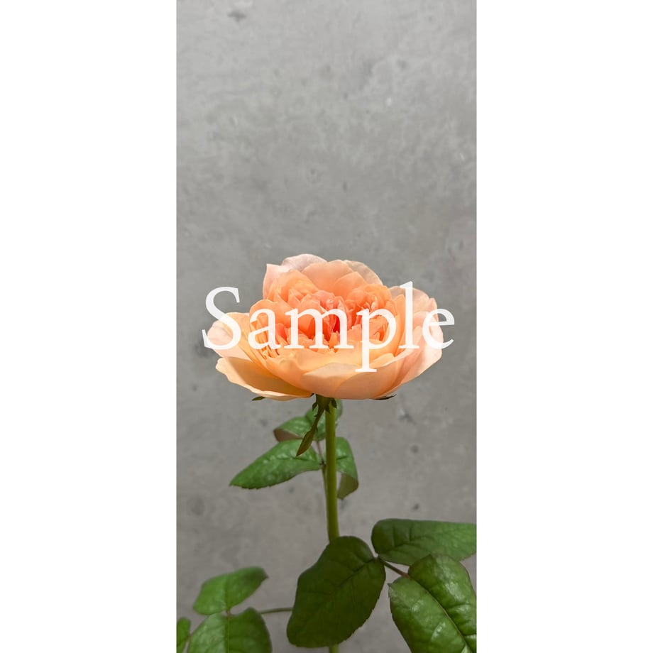 6a507c81e4567c4385bf8827