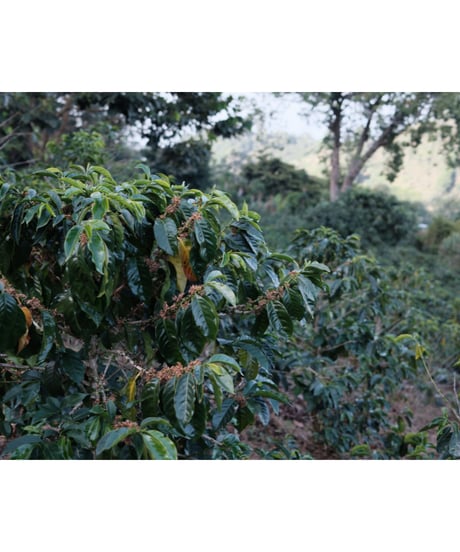 HONDURAS｜El Tanque｜Light Roast｜200g