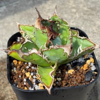 アガベチタノタ冰雹 Agave titanota Hyou鉢付き発送