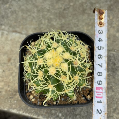 サボテン  電棘金鯱 キンシャチEchinocactus grusonii “Golden Barrel Cactus”鉢付き発送