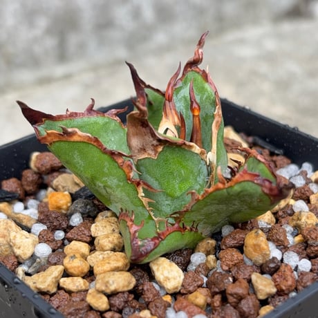 blackmonster plants