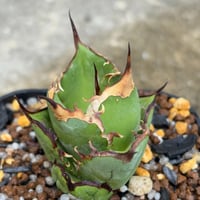 アガベオテロイオアハカ Agave oteroi “Oaxaca”鉢付き発送