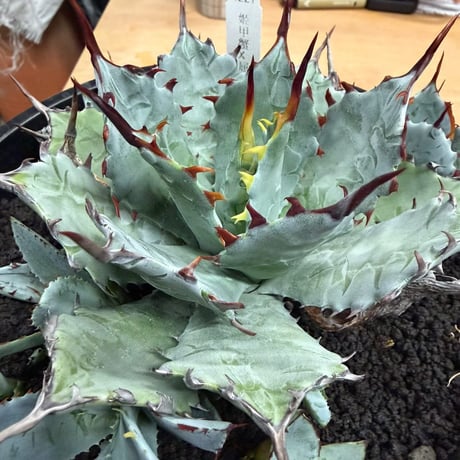 blackmonster plants