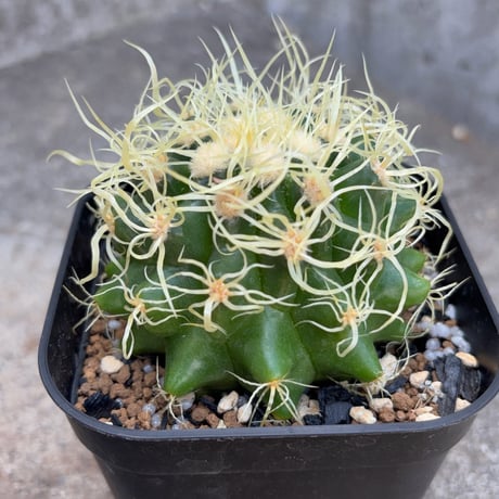 サボテン  電棘金鯱 キンシャチEchinocactus grusonii “Golden Barrel Cactus”鉢付き発送