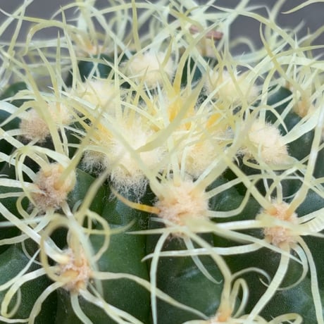 サボテン  電棘金鯱 キンシャチEchinocactus grusonii “Golden Barrel Cactus”鉢付き発送