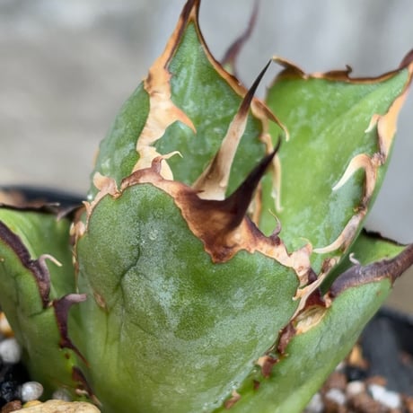 アガベオテロイオアハカ Agave oteroi “Oaxaca”鉢付き発送