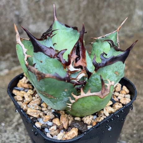 blackmonster plants