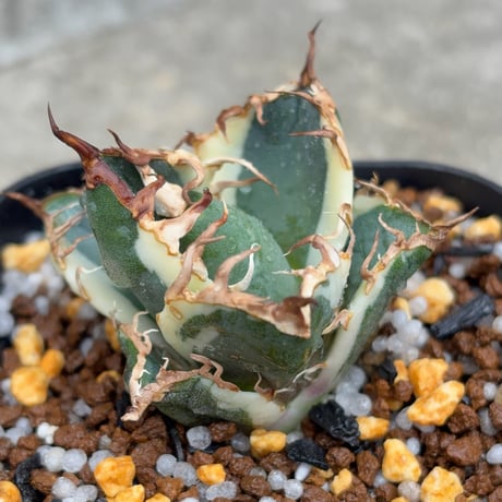 blackmonster plants