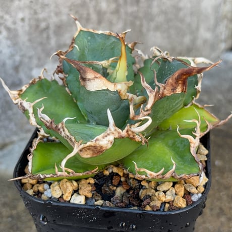 agave | STORES