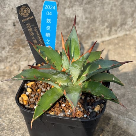blackmonster plants