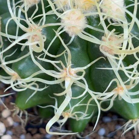サボテン  電棘金鯱 キンシャチEchinocactus grusonii “Golden Barrel Cactus”鉢付き発送