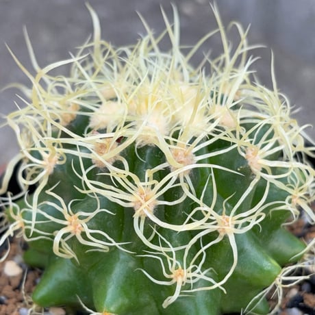 サボテン  電棘金鯱 キンシャチEchinocactus grusonii “Golden Barrel Cactus”鉢付き発送