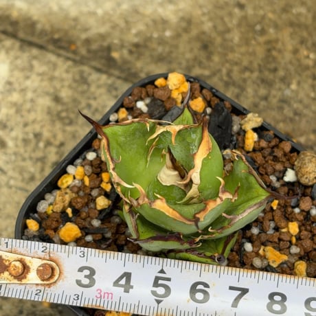 アガベオテロイオアハカ Agave oteroi “Oaxaca”鉢付き発送