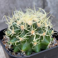 サボテン  電棘金鯱 キンシャチEchinocactus grusonii “Golden Barrel Cactus”鉢付き発送