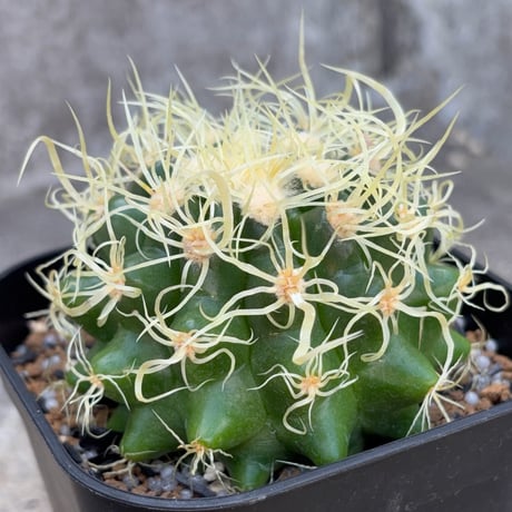 サボテン  電棘金鯱 キンシャチEchinocactus grusonii “Golden Barrel Cactus”鉢付き発送