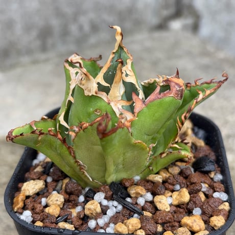 blackmonster plants