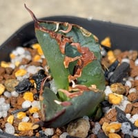 アガベチタノタ悪魔くん BAKEMONO Agave titanota “Little Devil” (BAKEMONO)  鉢付き発送