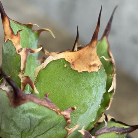 アガベオテロイオアハカ Agave oteroi “Oaxaca”鉢付き発送