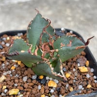 アガベチタノタ悪魔くん BAKEMONO Agave titanota “Little Devil” (BAKEMONO)  鉢付き発送