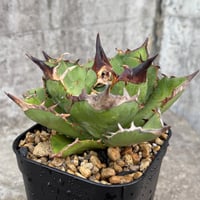 アガベチタノタ白犀牛 Agave titanota  White Rhino 鉢付き発送