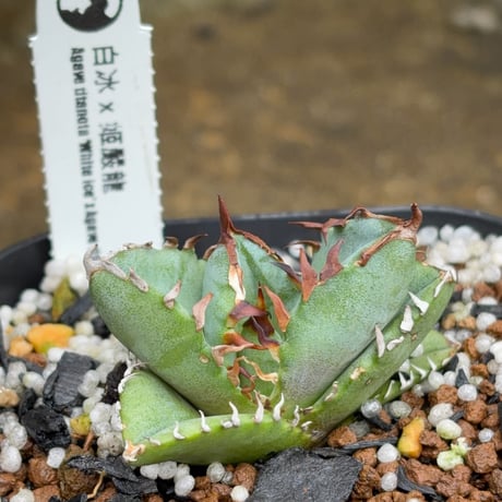 blackmonster plants